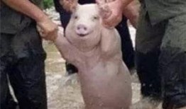 qq瓜群,揭秘网络社交的趣味与争议